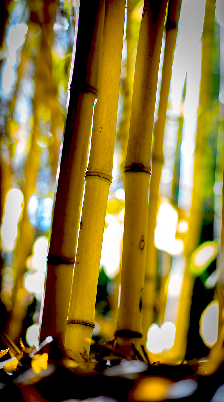 Bamboo_1